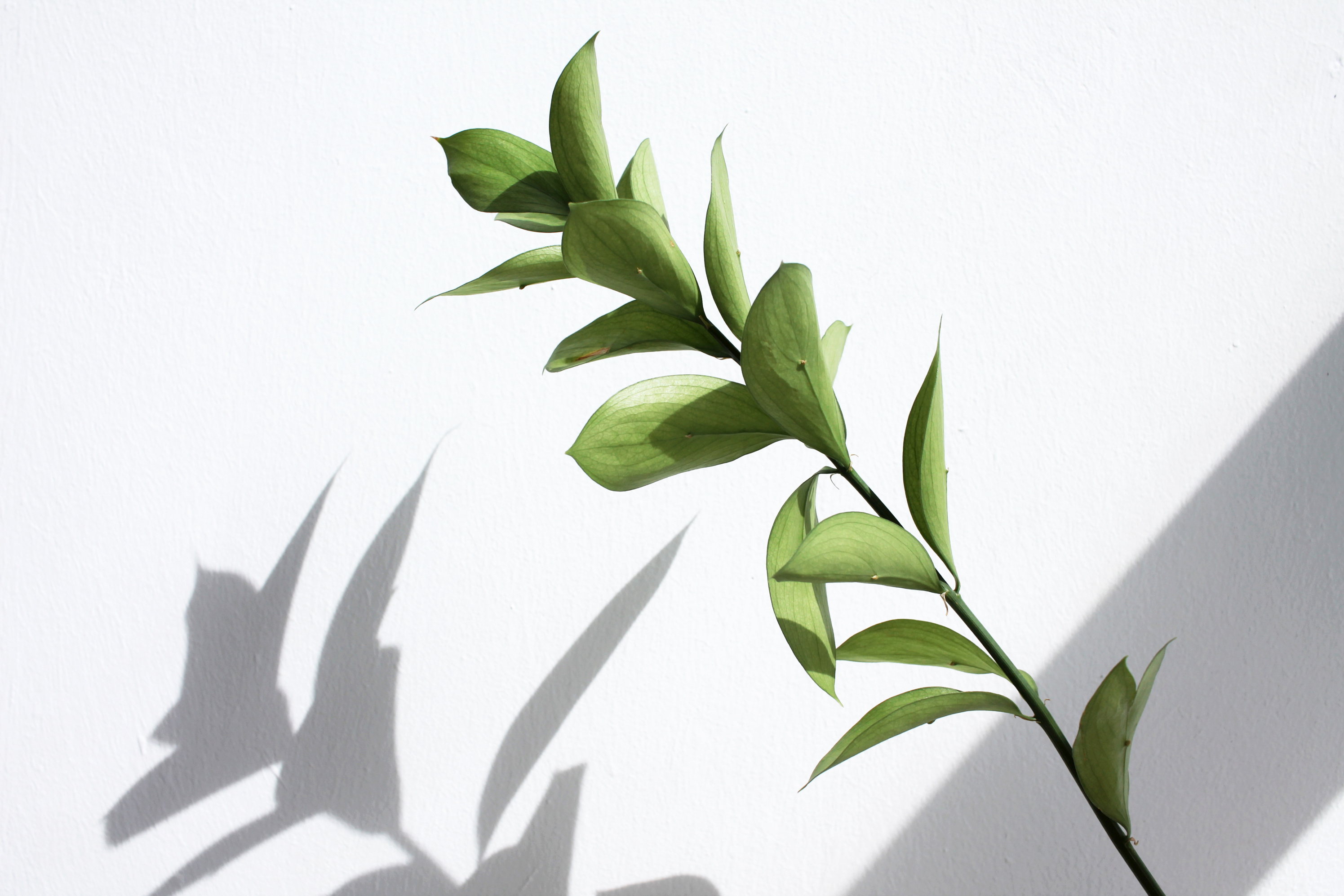 Green Plant on White Wall